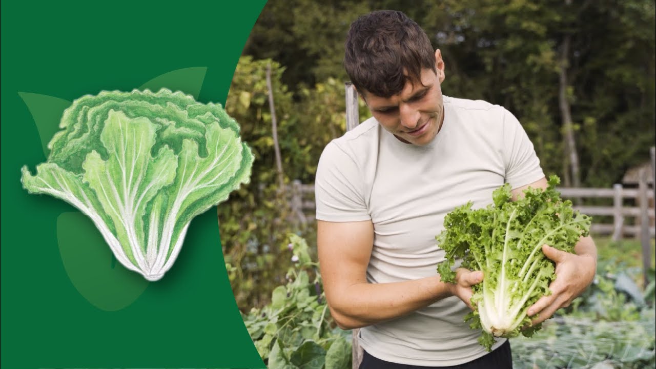 How to Grow Endive: A Complete Gardening Guide