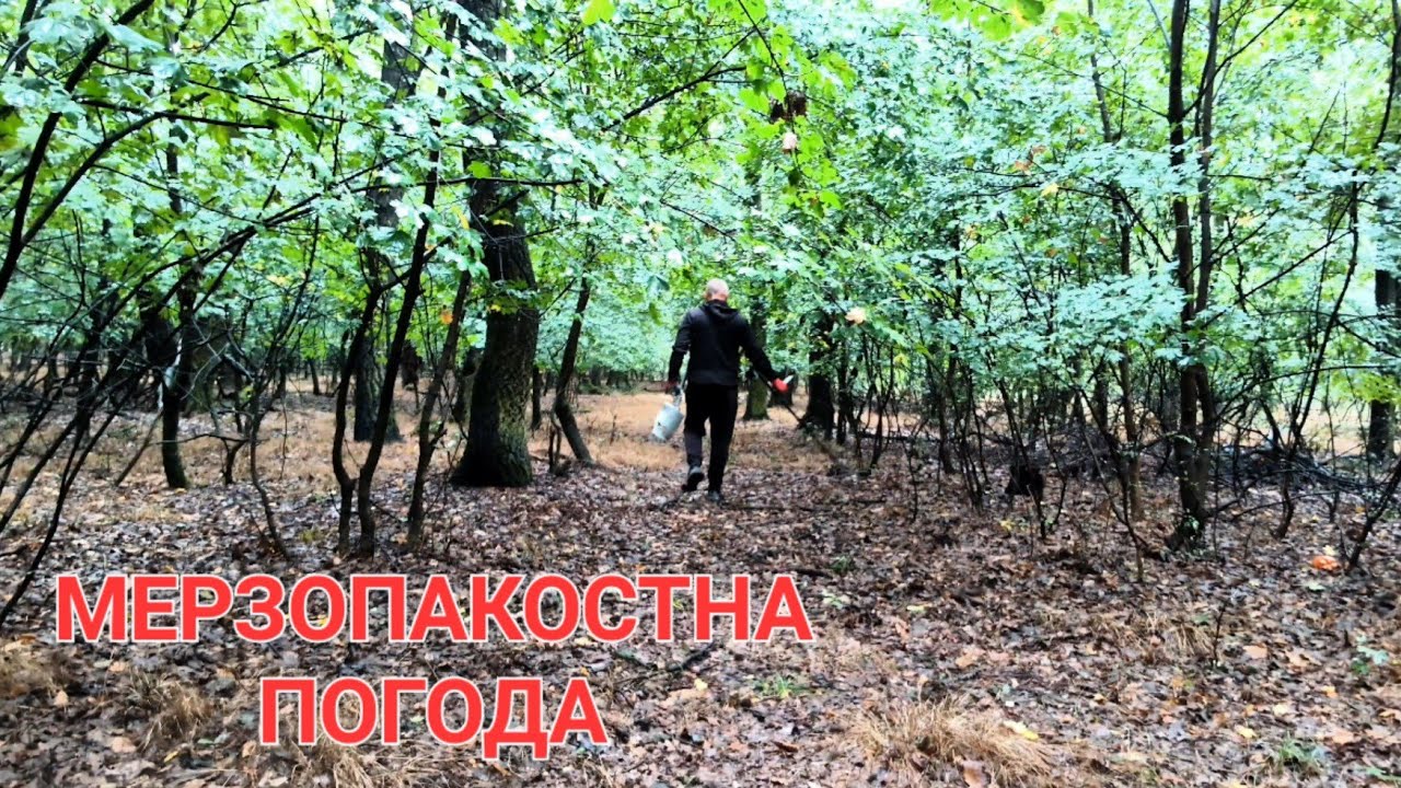ЛІСОВИЙ ПОШУК У ДОЩ. ГРИБІВ МАЛО, ЗА ТЕ ЗНАХІДКИ Є!