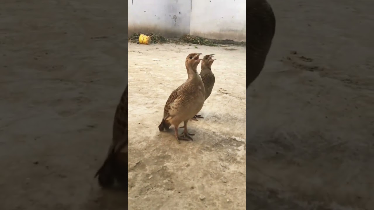 dakhni family teeter ki awaz teeter ki awaz