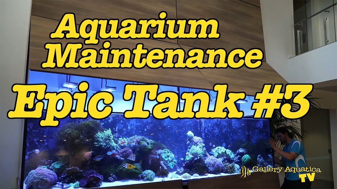 Aquarium Maintenance: [EPIC] Tank #3 Update --- Gallery Aquatica TV