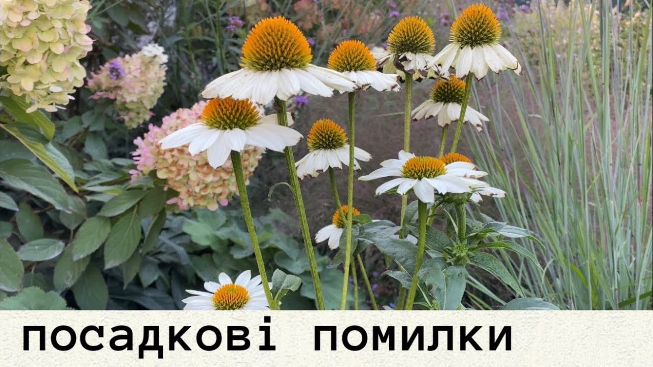 Огляд трав і плани на пересадки рослин 