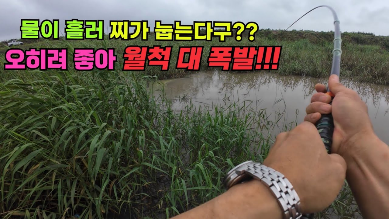 물이 흘러 찌가 눕는다구?? 오히려 좋아 월척 대폭발  갈대밭 붕어낚시