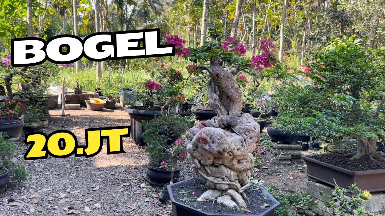Cek Harga Bonsai Bugenfil