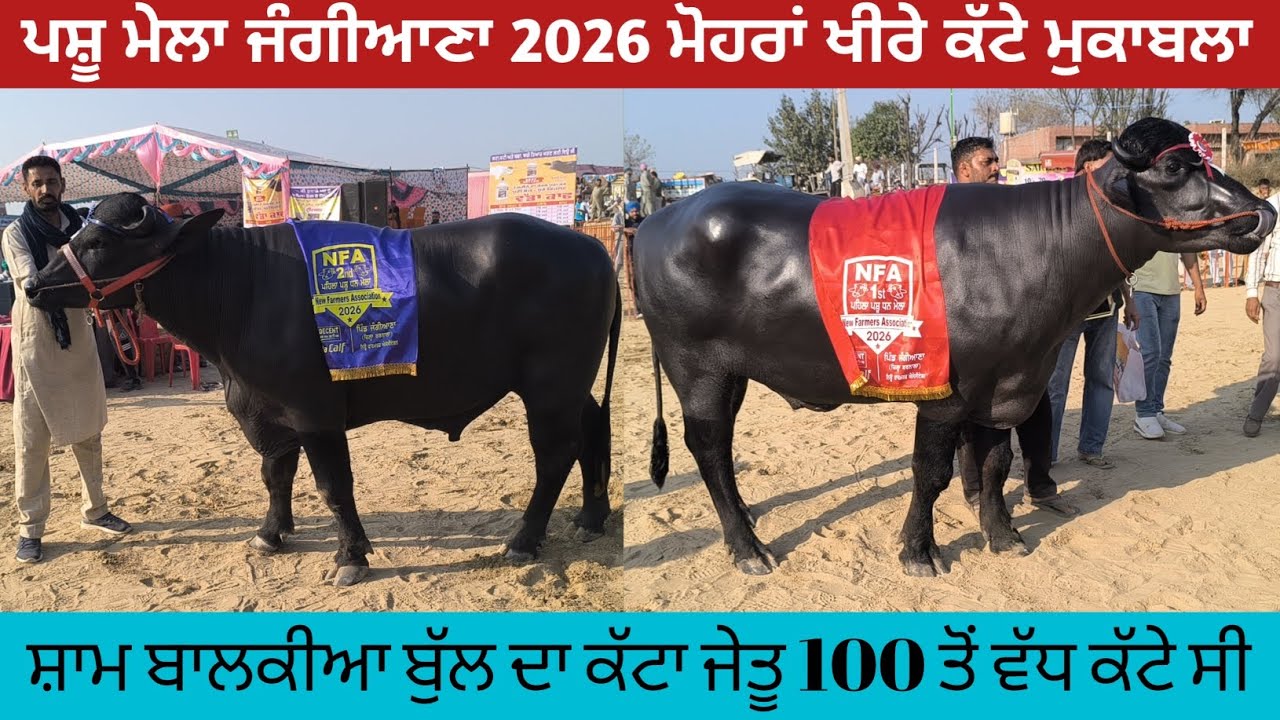 ਪਸ਼ੂ ਮੇਲਾ ਜੰਗੀਆਣਾ 2026 ਮੋਹਰਾਂ ਖੀਰੇ ਕੱਟਿਆ ਦਾ ਜਬਰਦਸਤ ਮੁਕਾਬਲਾ 100 ਤੋਂ ਵੱਧ ਕੱਟੇ ਸੀ।