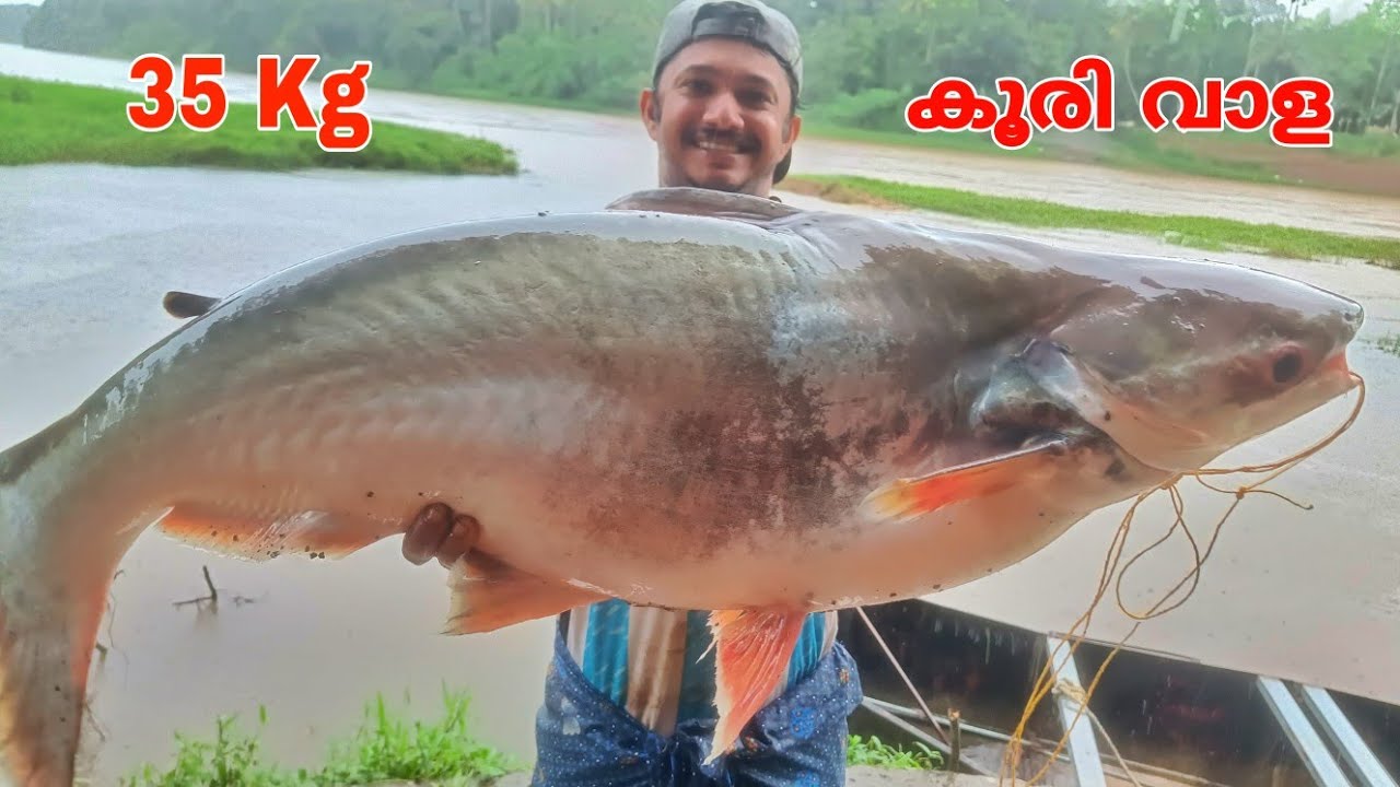 ഇത്ര വലിയ മീൻ നമ്മുടെ പുഴയിലോ | River Monster Fishing