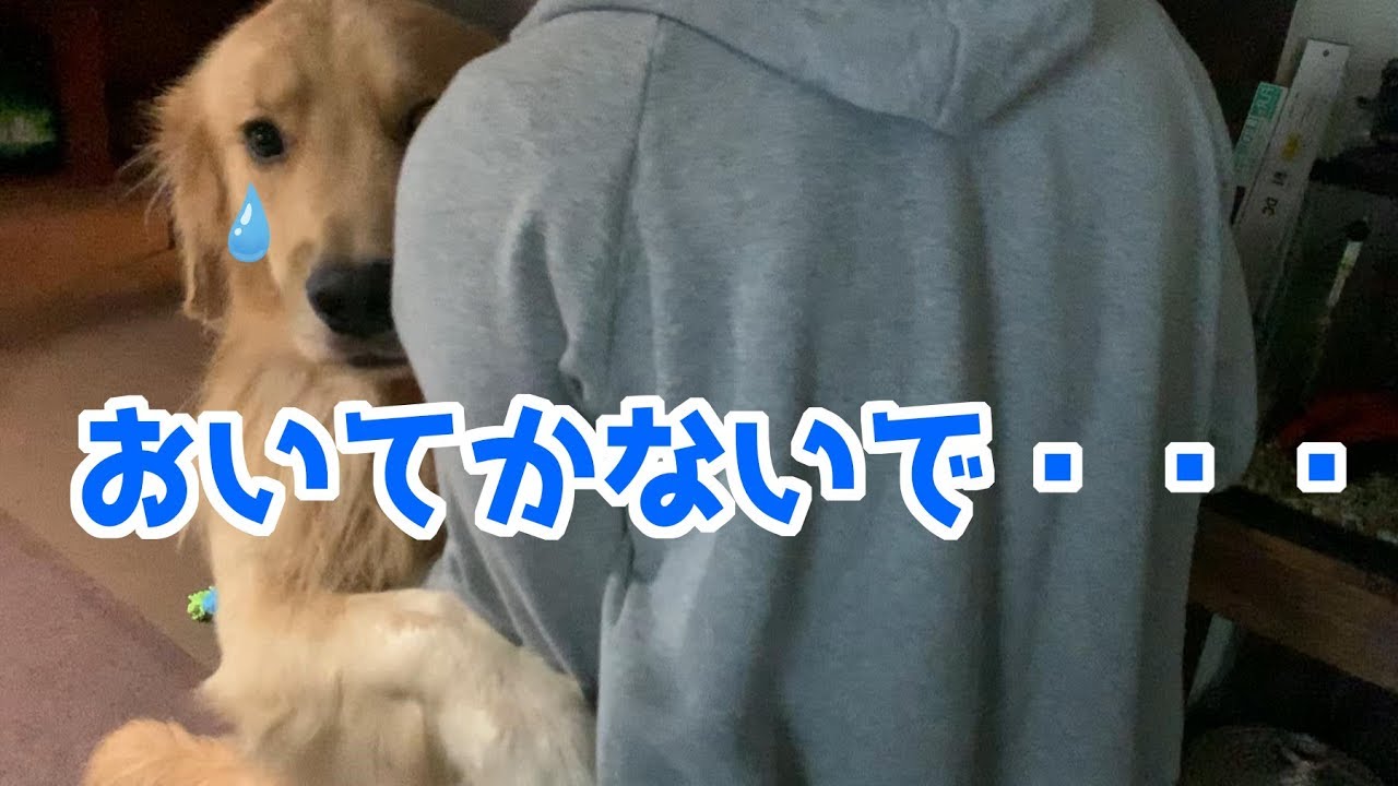 留守番はこの世の終わりみたいな顔で拒否してくる愛犬