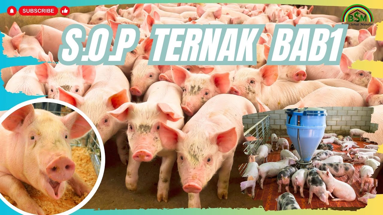 S O P PETERNAKAN BAB1