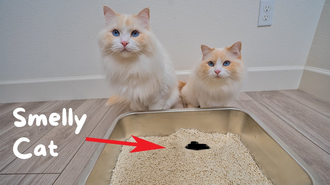 How to Reduce Litter Box Smell | The Cat Butler
