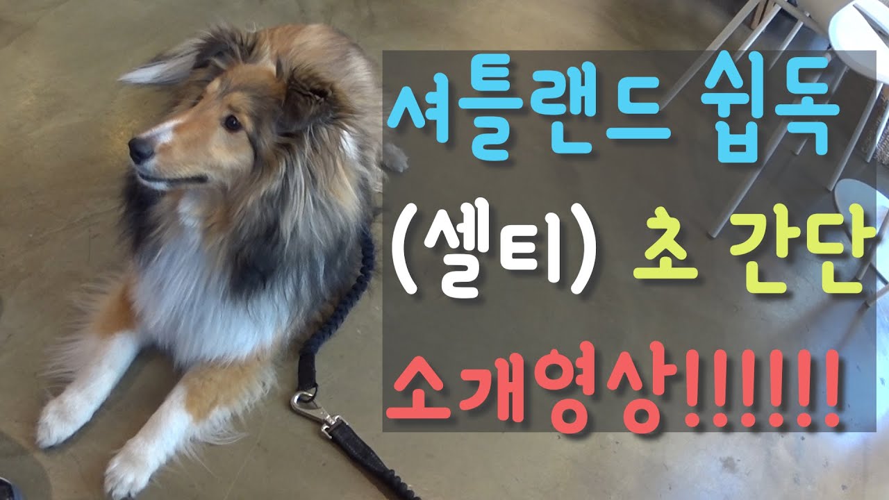 (셔틀랜드쉽독/셀티) 커리tv 저희 집 강아지~커리를 소개합니다! 셀티(셔틀랜드 쉽독)에 대한 견종 소개 포함!!