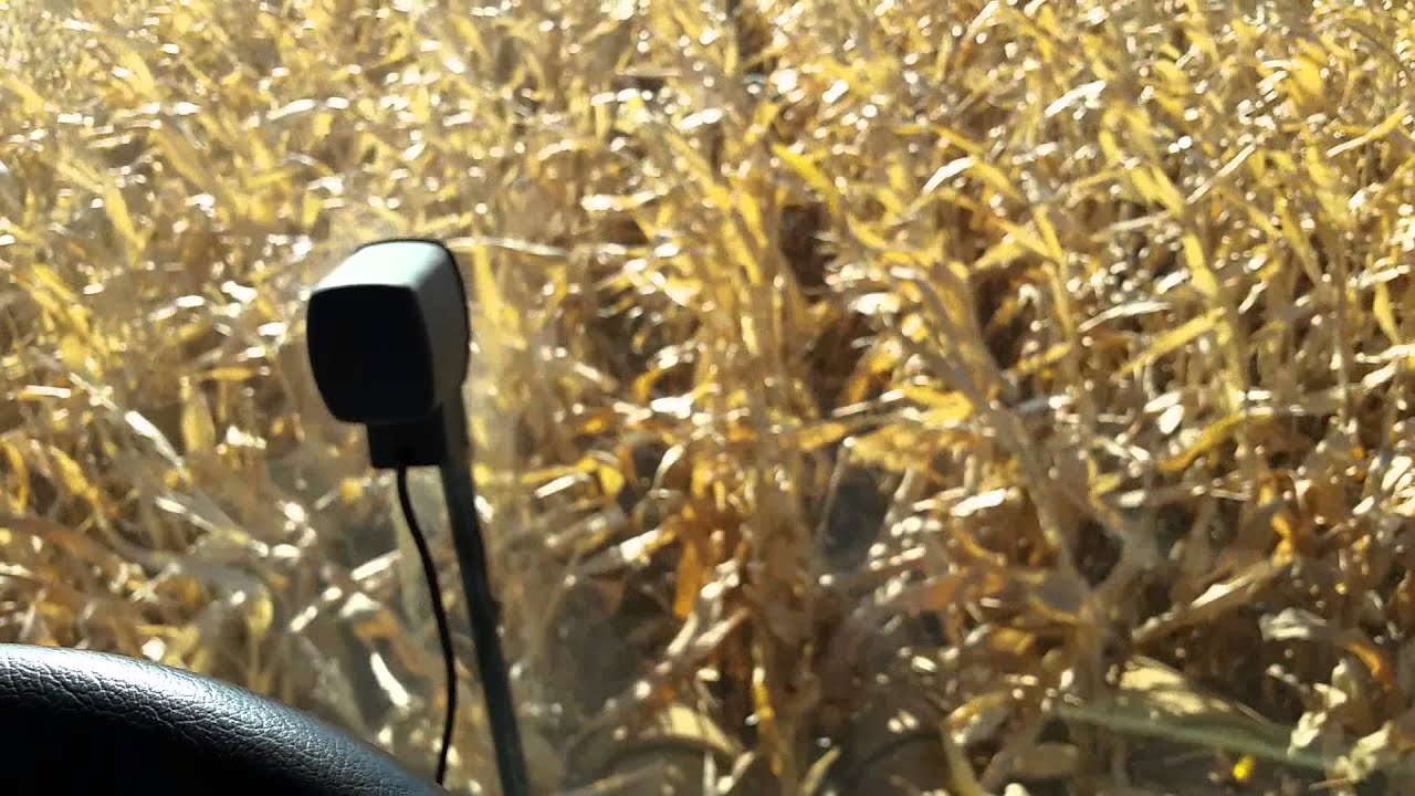 combining twin row corn