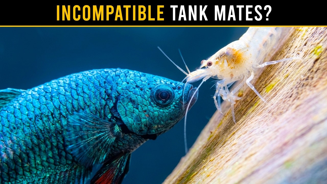 Are Your Aquarium Shrimp&rsquo;s Tank Mates SAFE Or Dangerous?