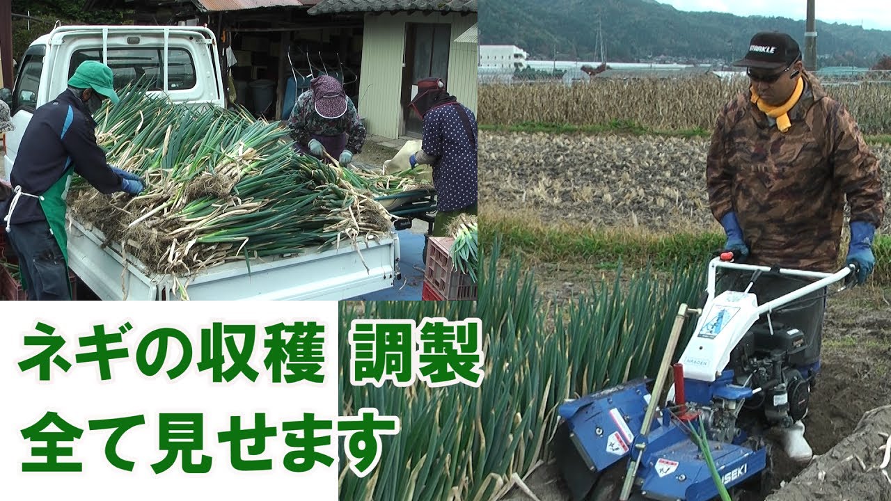 専用機械続々登場!　ネギの調製作業