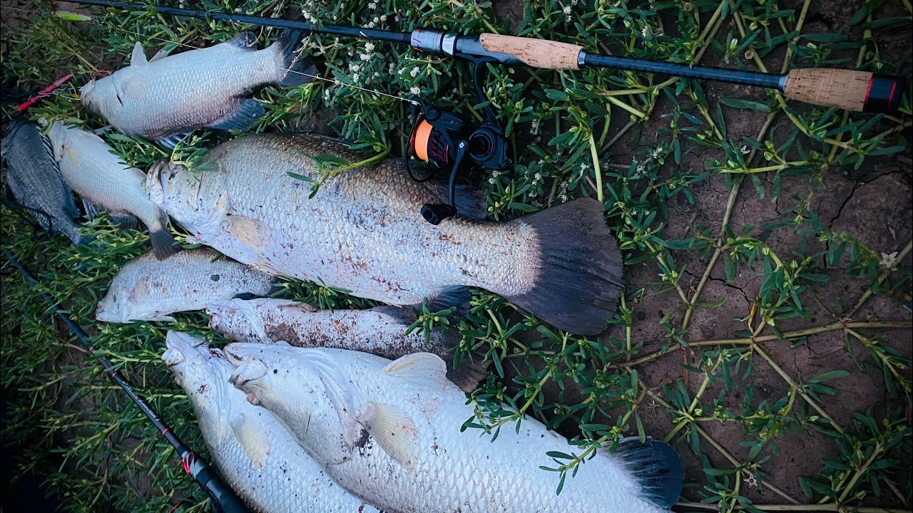 Cần lure giá rẻ Hi - Power | Chất liệu carbon nhẹ, tải cá tốt. Chỉ 36OK | #hiepfishingtv