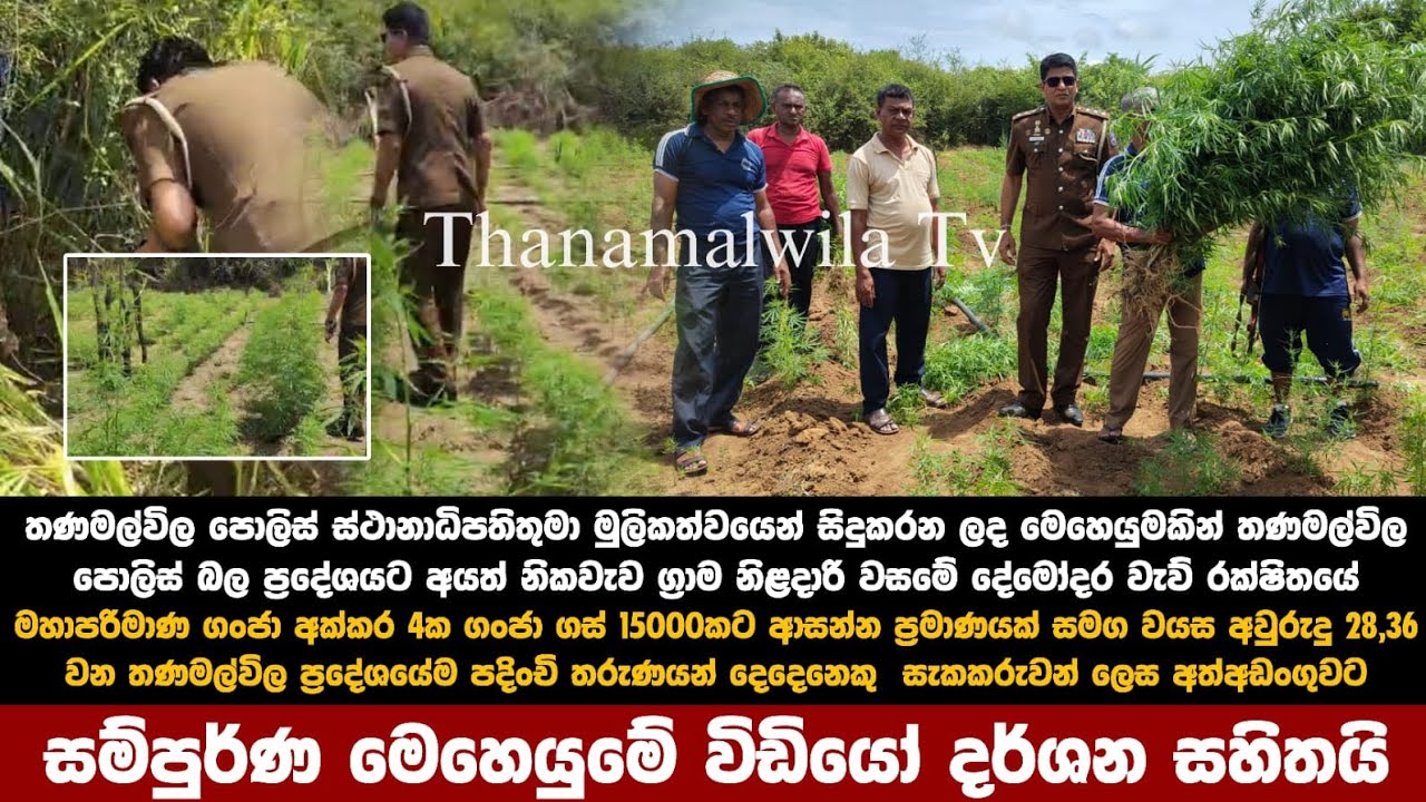 තණමල්විල මහාපරිමාණ ගංජා හේන් වැටලිමේ සම්පුර්ණ විඩියෝව 