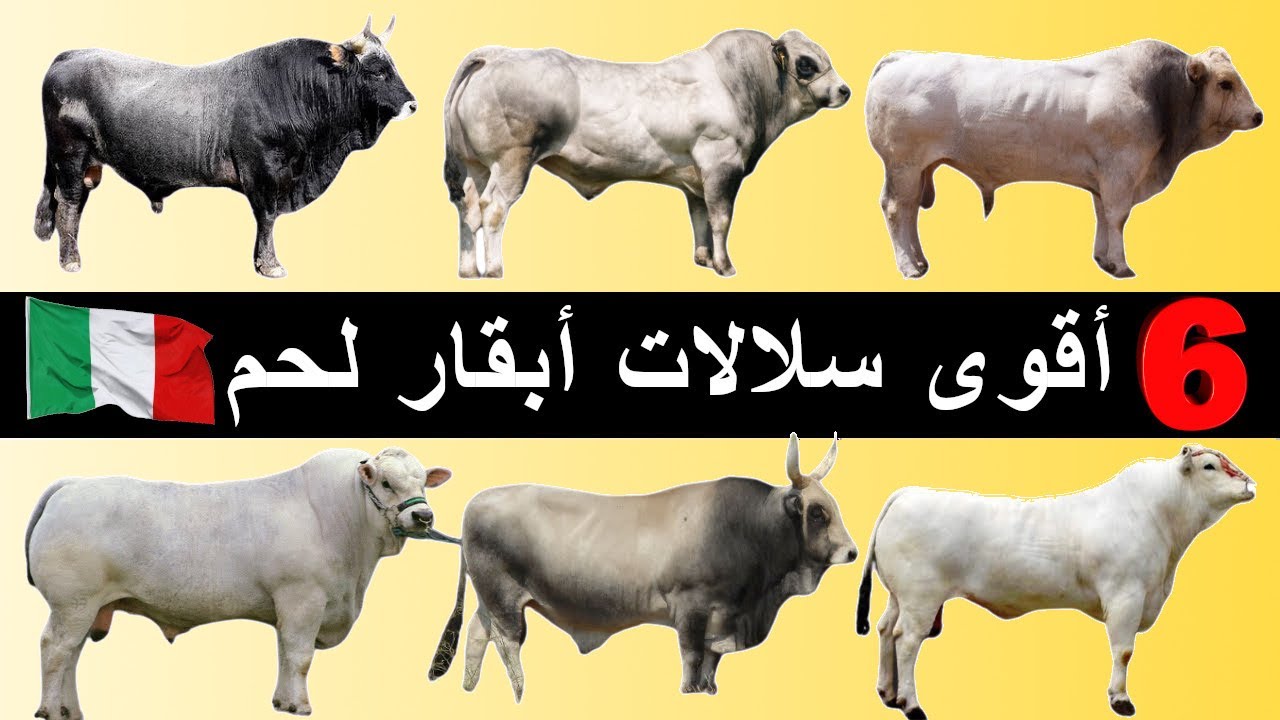 أفضل 6 سلالات أبقار لإنتاج اللحم مطورة في إيطاليا