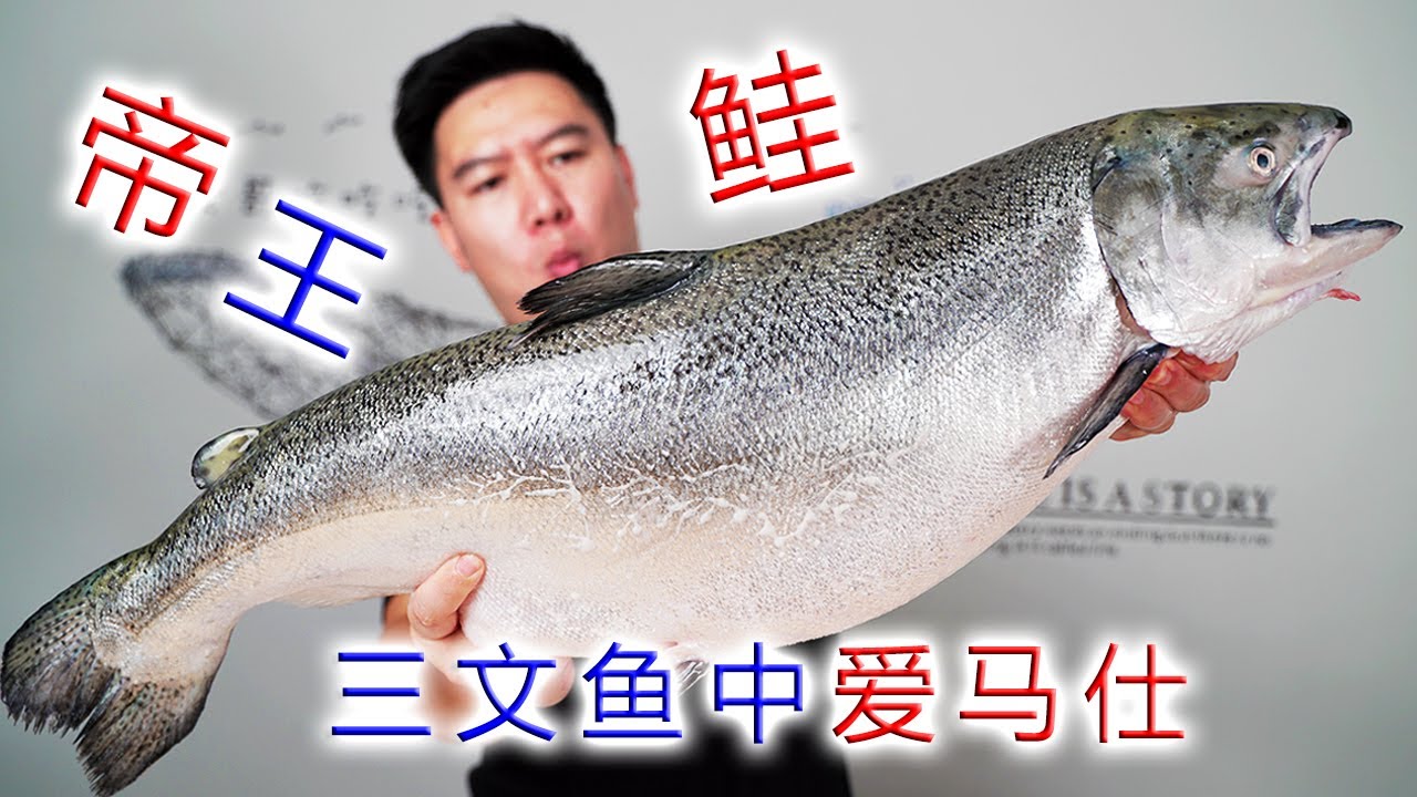 试吃顶级三文鱼帝王鲑，入口就爆油，爽到全身发抖【小文哥吃吃吃】