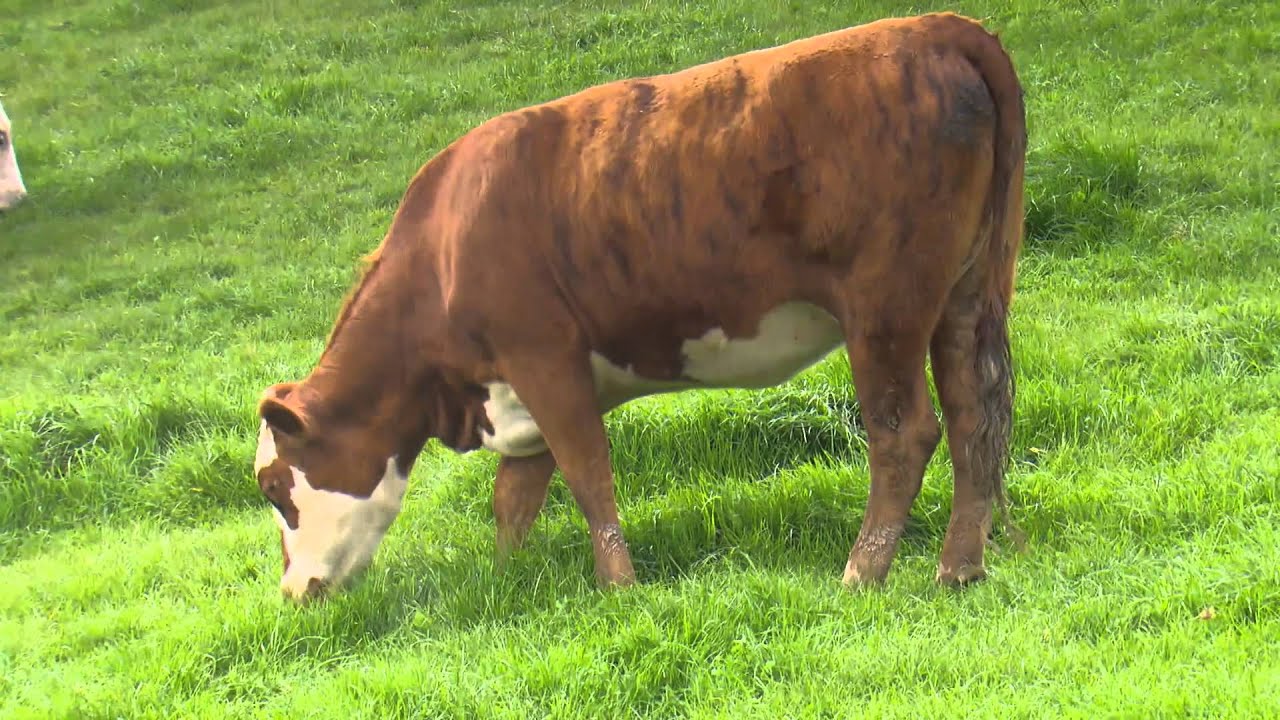 B+LNZ Dairy Beef Integration – an interview on Rural Delivery