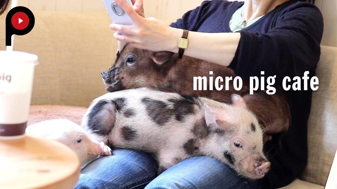 【マイクロブタカフェ】micro pig cafe | mipig Caf&eacute;