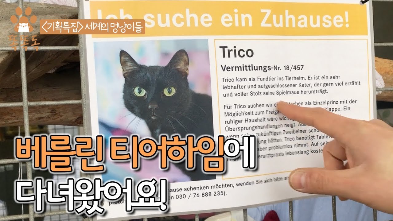 [기획특집] 세계의 멍냥이들🇩🇪 -  ‘티어하임, 안락사 0%의 비결’