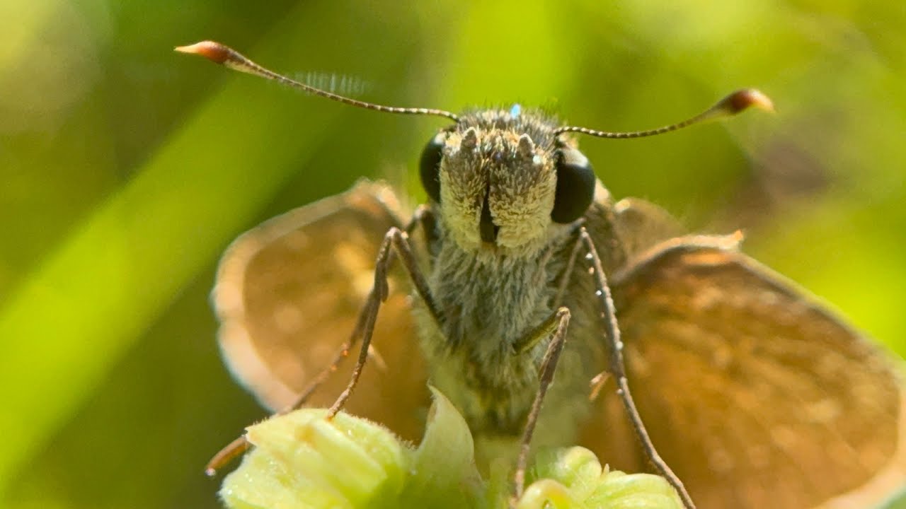 It took him a moment to get the results | It turns out that this way you can see the moths more