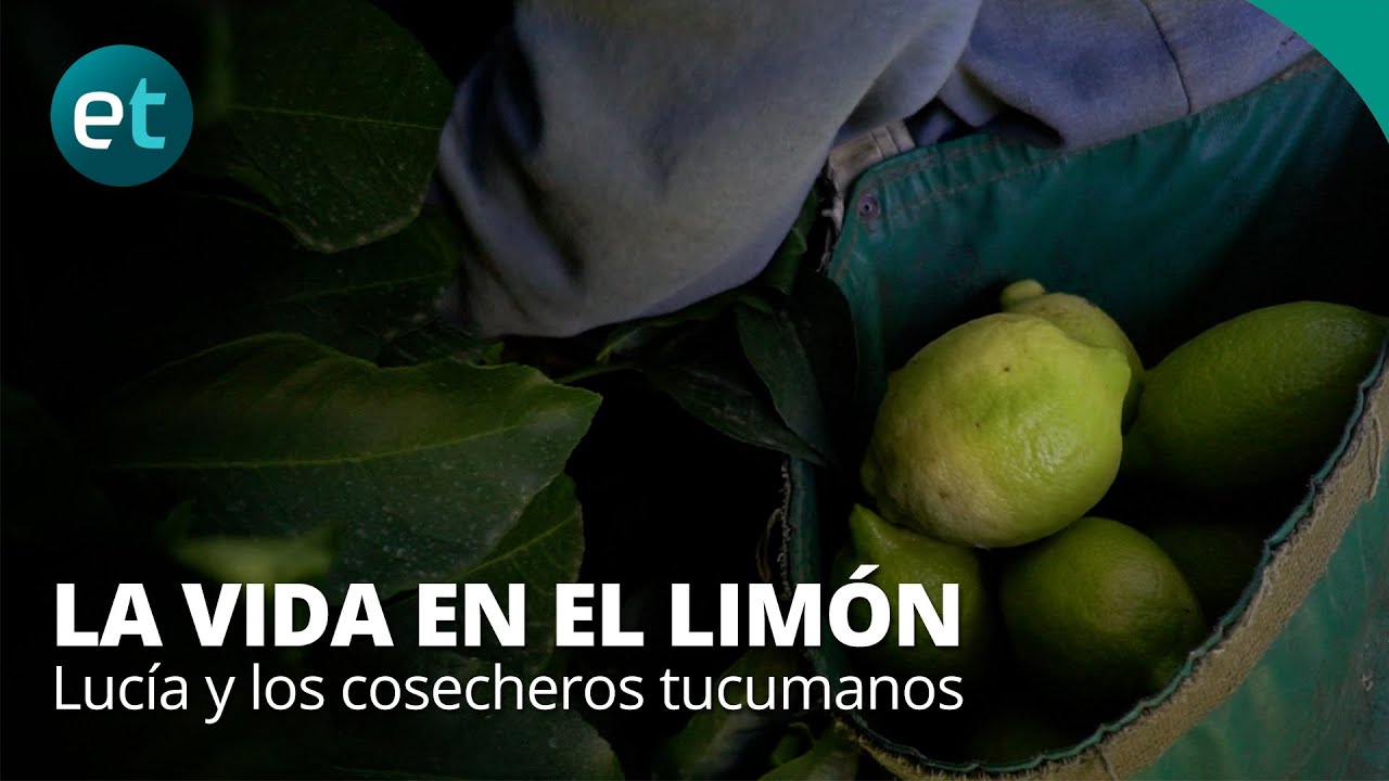 La vida en el limón