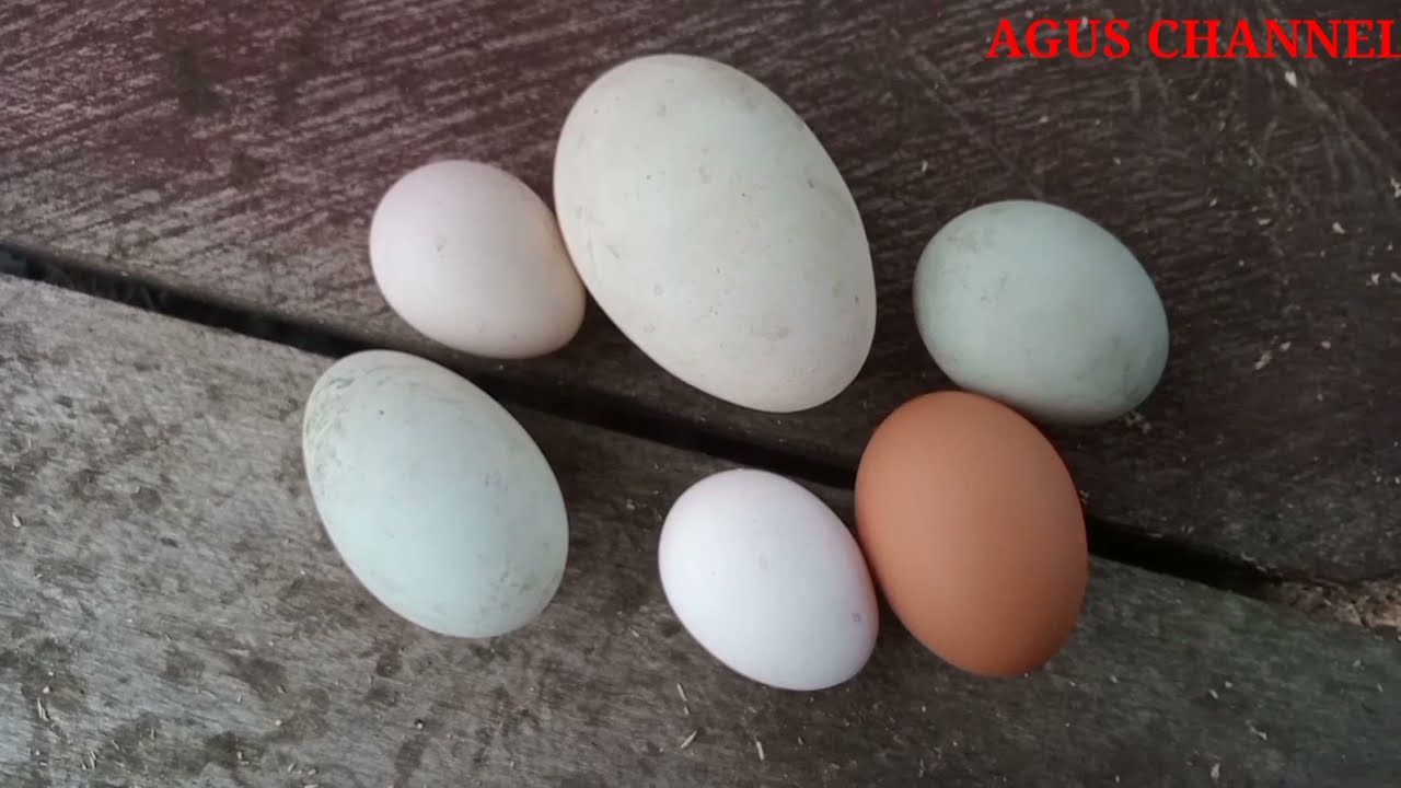 REVIEW BEDA TELUR AYAM, TELUR BEBEK DAN TELUR ANGSA
