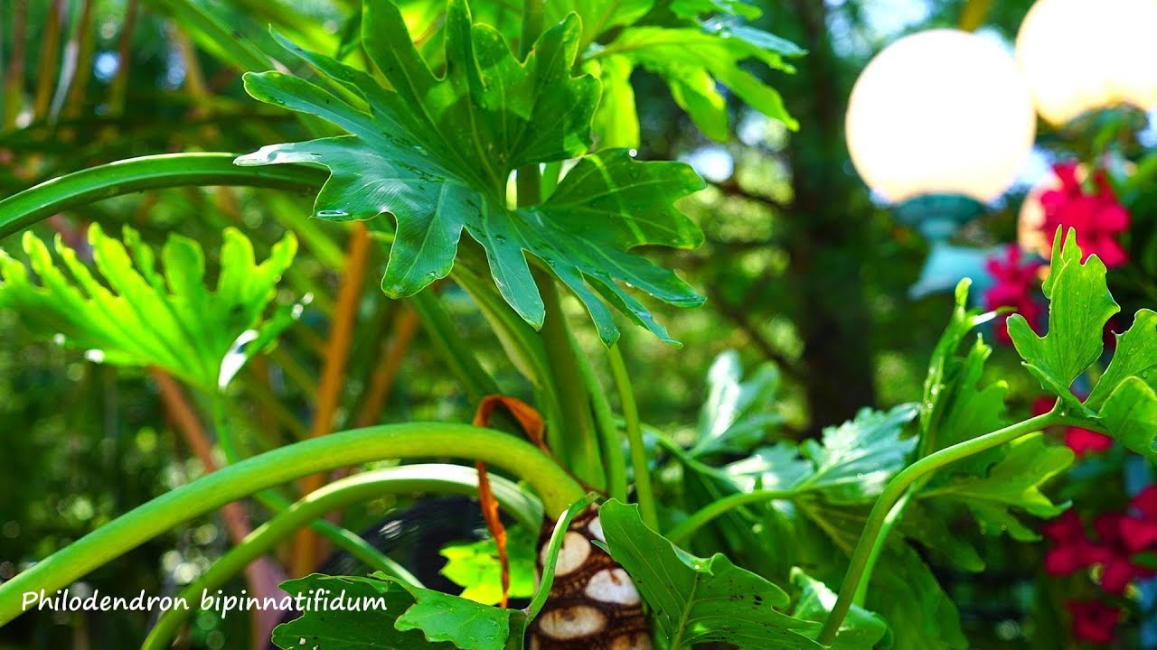 Philodendron Bipinnatifidum Potting and Care // Philodendron Selloum