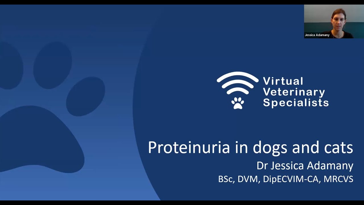 VVS Internal Medicine Webinar- Proteinuria in the Dog and Cat