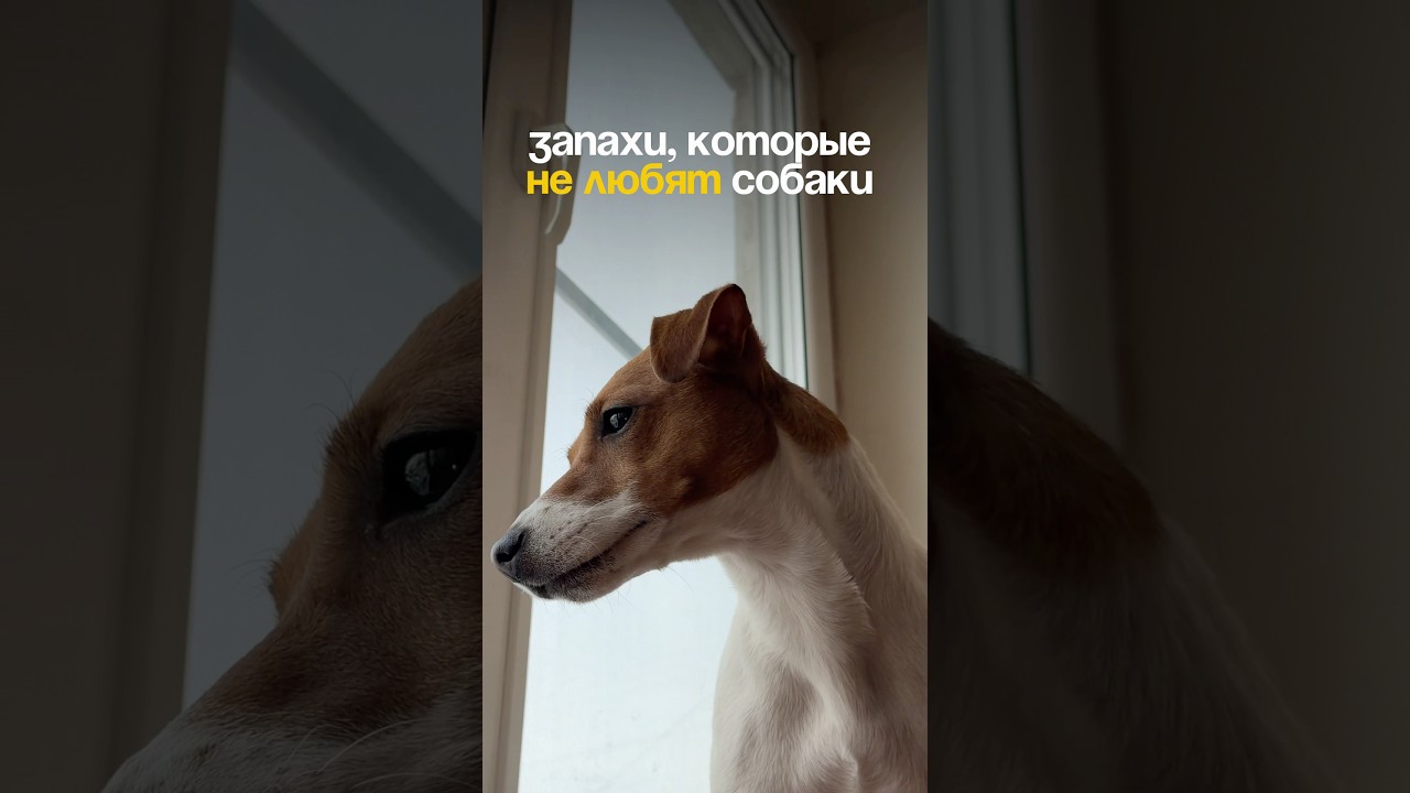 Делитесь запахами, которые не любит ваш хвостик! Отпугивающий спрей на вб #453153129