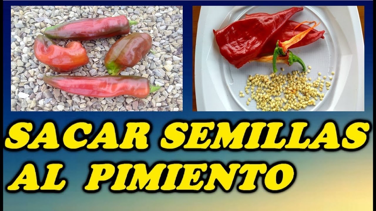 Como Obtener Semillas del Pimiento // Todo Huerta y Jardín