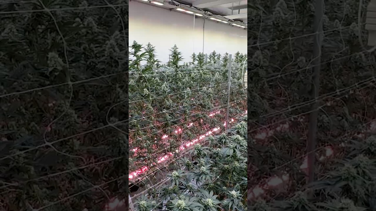 Make Your Light Meet in the Middle - Behind The Grow With Mike Strupp of Woodwide Craft