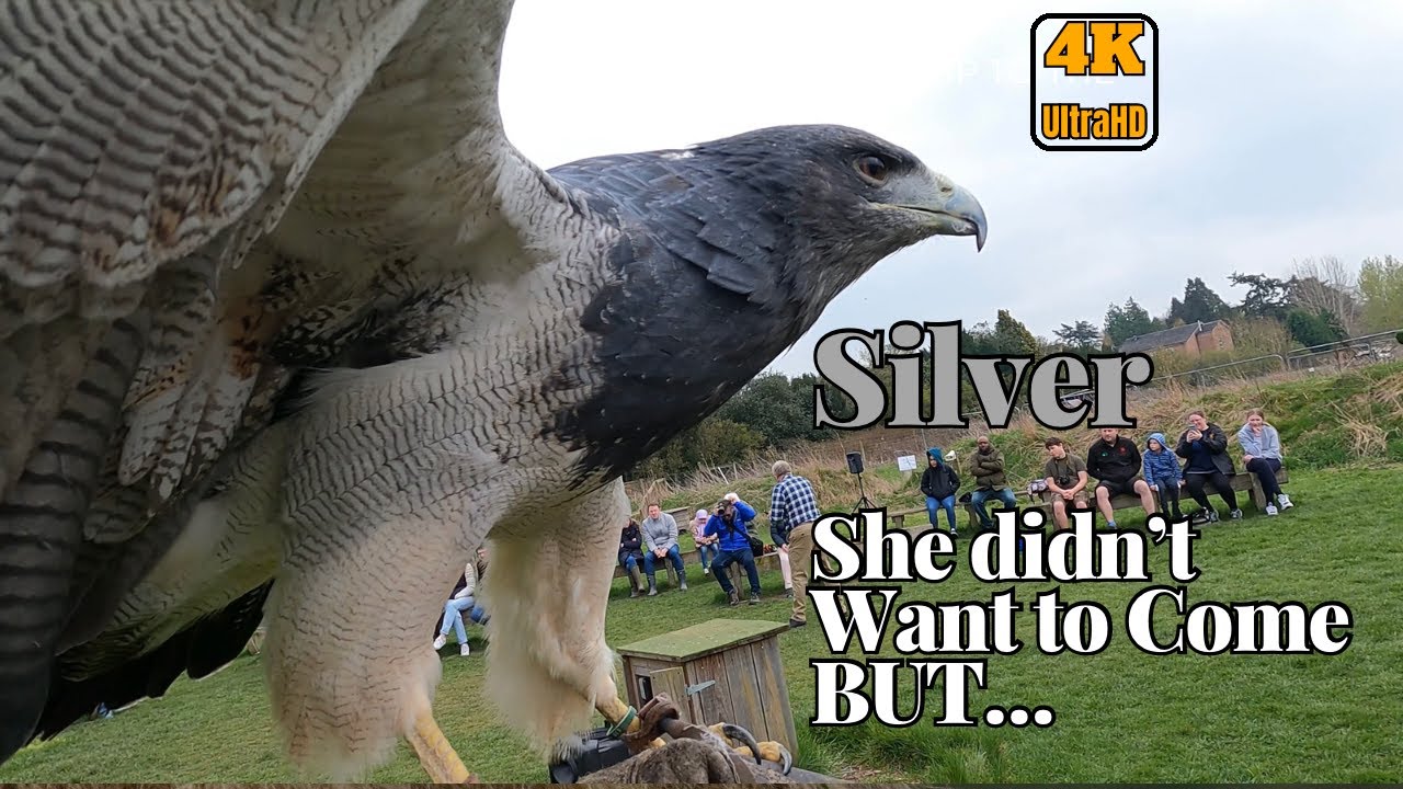 4K | Silver's Soar: A Thrilling Birds of Prey Show at York Birds of Prey Center!