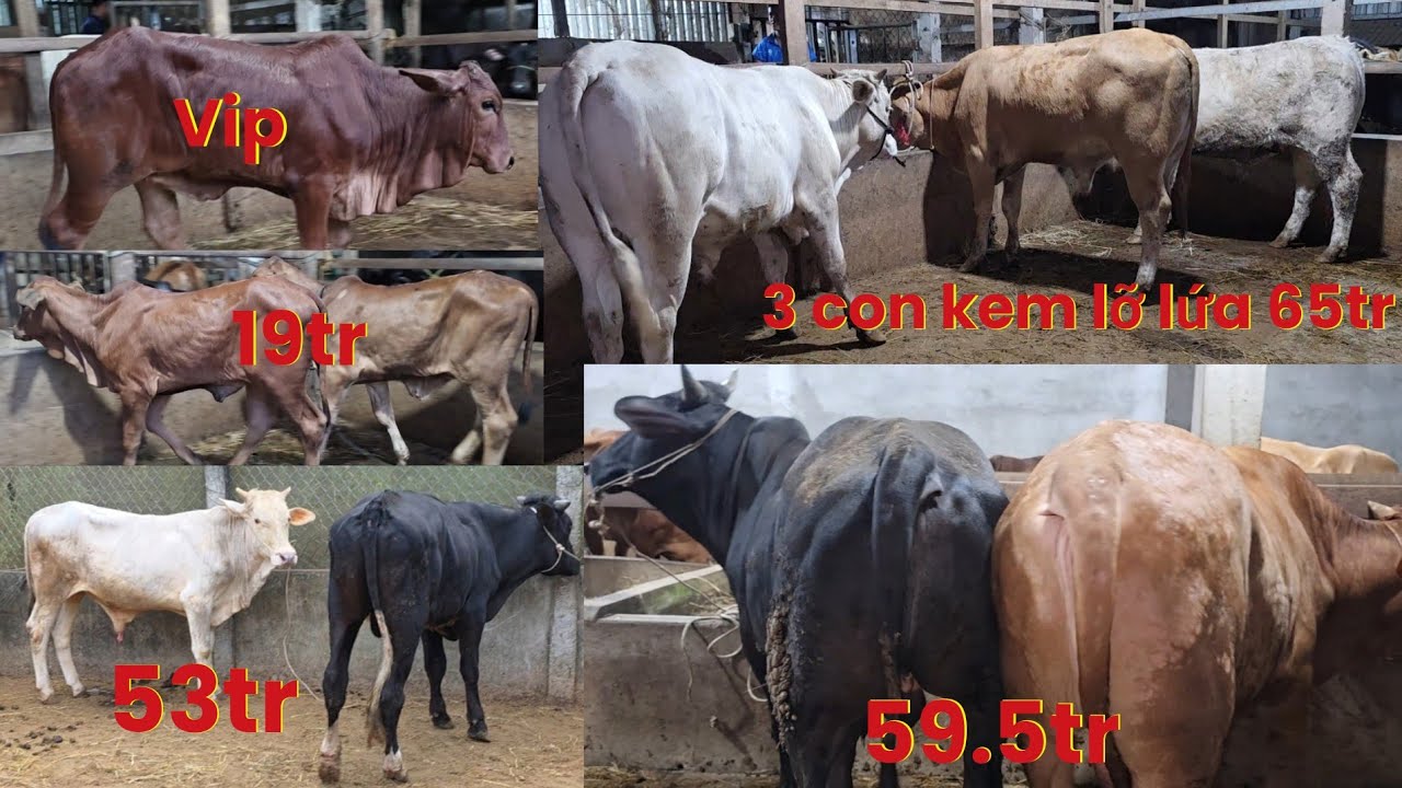 20/1 cặp sin đẹp 19tr.bò lỡ mẹ đực lứa.vv.. sđt:0383073270