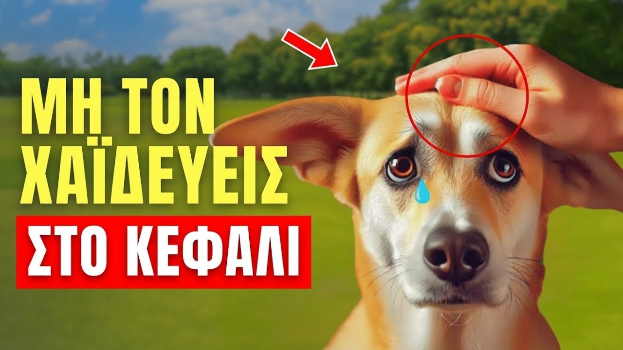 Σκέψου Δύο Φορές Πριν Χαϊδέψεις Το ΚΕΦΑΛΙ Του Σκύλου Σου