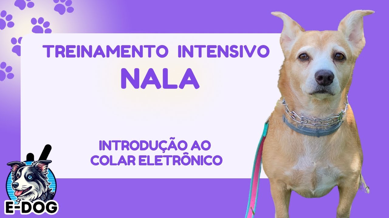 Introdução ao colar eletrônico - Dia 02 - Treinamento Intensivo Nala