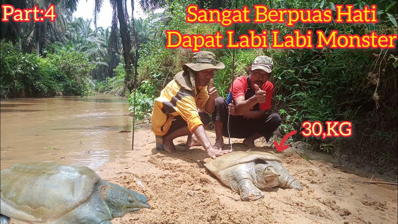 Labi Labi Besar Akhir Nya Tertangkap!!