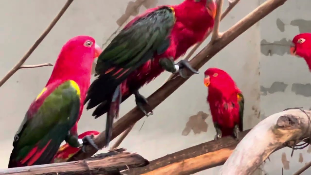 Pinaliguan ang mga birds habang nagdidilig ng halaman dito lang sa Asuero Aviary.