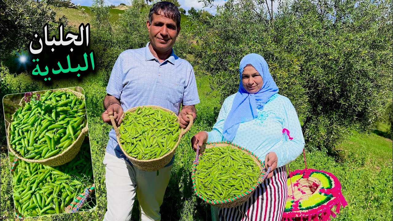 إستقبال فصل الربيع بجني الجلبان و طبخها فوق الكانون