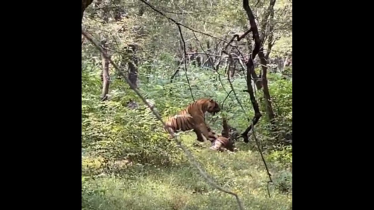 crazy animals fight || animals fight till death || very dangerous fight of tiger and lion