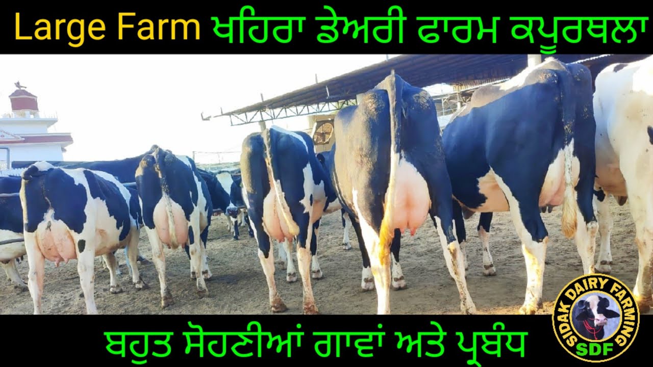 khaira dairy farm Kapurthala, ਅੱਜ ਦੇਖੋ ਖਹਿਰਾ ਡੇਅਰੀ ਫਾਰਮ ਅਤੇ ਖਰੀਦੋ ਗਾਵਾਂ ਵਿਕਰੀ ਵਾਲੀਆਂ