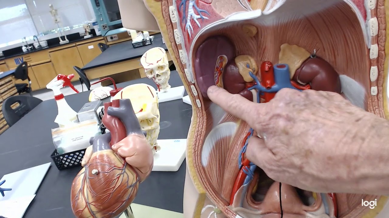 Blood Vessel Lab Video