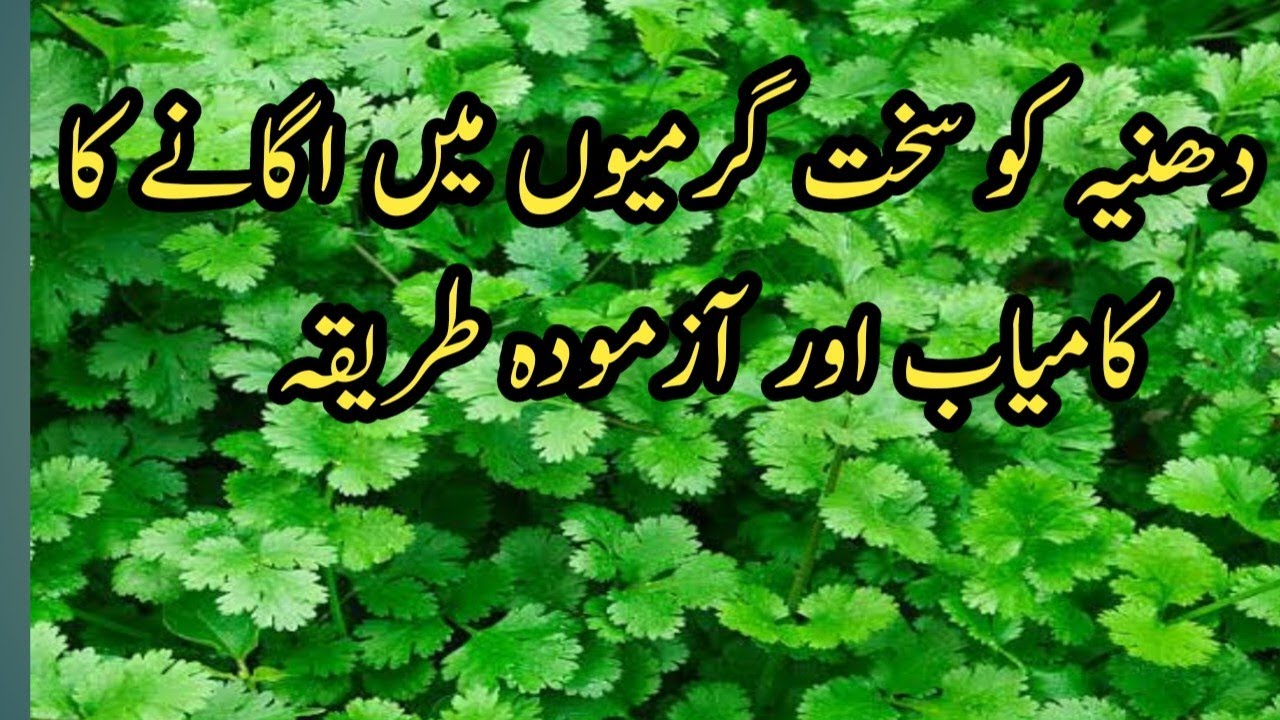 How to Cultivate Coriander in Hot Weather|Kamra Zamindari|سخت تیز گرمیوں میں دھنیہ کیسے اگائیں