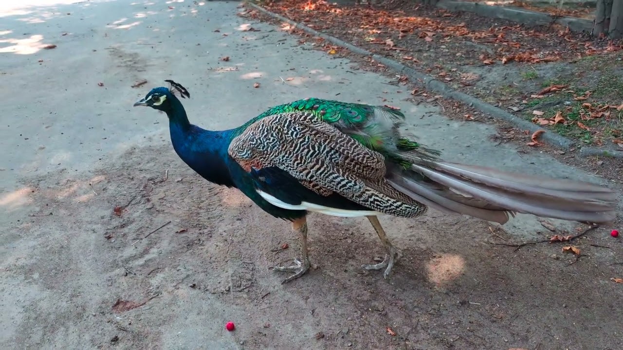 Paw w Chorzowskim ZOO #peacock #4k