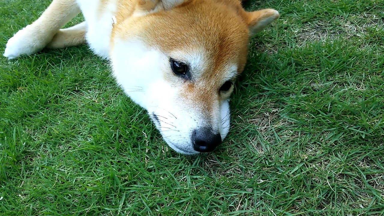 うちの、暑いと動かない柴犬くん