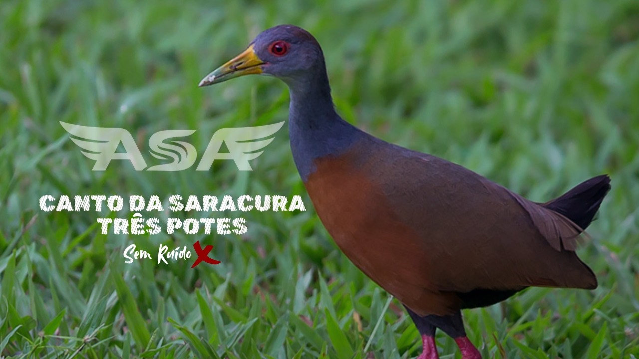 Canto Da Saracura Três Potes - Sem Ruídos!! #aves #natureza #passaros #chamas #caçadores #brasil