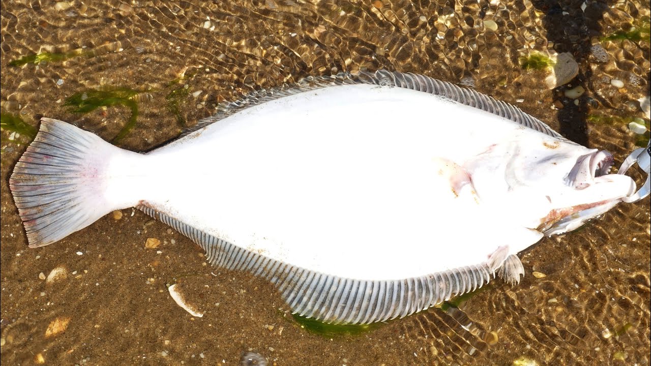 Fluke Jigging Double Limit+ From Shore - Welcome to Flounder Season 2022!