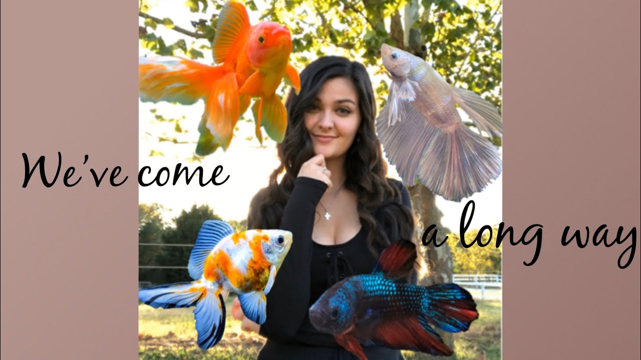 What a Year on Youtube Was Like For Me (fishtube)