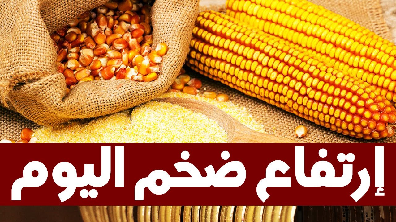 سعر الذرة اليوم بعد الارتفاع الضخم