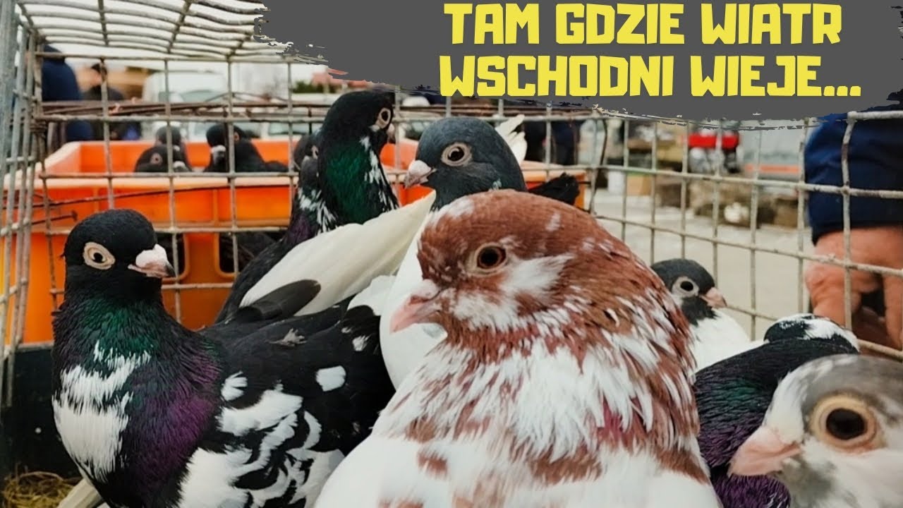 Targ Markuszów 24.11.2024  Ceny Gołębie Pawie Indyki Króliki Bażanty Kaczki Kury Perliczki Kanarki
