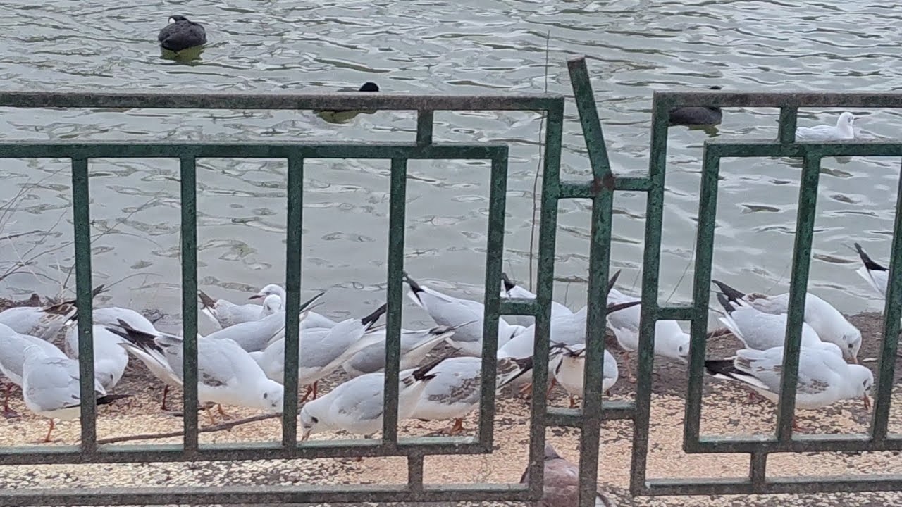 Pescarusii disperati, fura mancarea porumbeilor si ratelor -  Parcul Circului